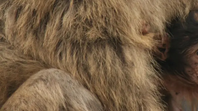 Cría de macaco Rhesus en Gibraltar.