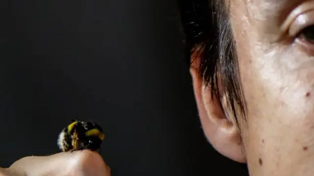 El biólogo argentino Eduardo Zattara junto a una obrera de abejorro europeo (Bombus terrestris), especie que tras su introducción intencional en Chile para polinizar cultivos se asilvestró y cruzó los Andes entrando en Argentina. /