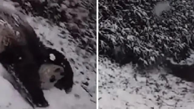 Una familia de pandas disfrutando de la nieve en un zoo de Washington.