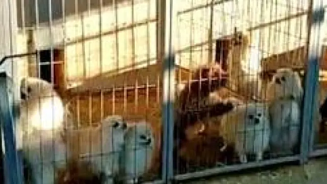 Detenidos en Santa Fe (Granada) el responsable de un criadero de perros y un veterinario por cortar las cuerdas vocales a animales