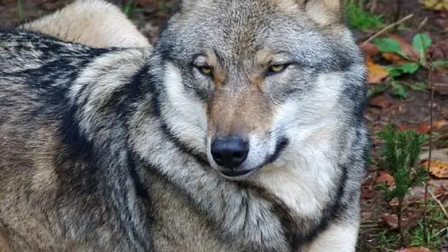 Los ecologistas destacan el papel del lobo para mantener la biodiversidad.