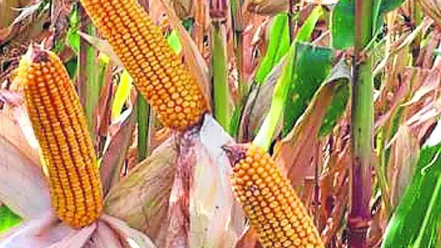 El maíz es el cereal de verano con mayor presencia en los regadíos de Aragón.