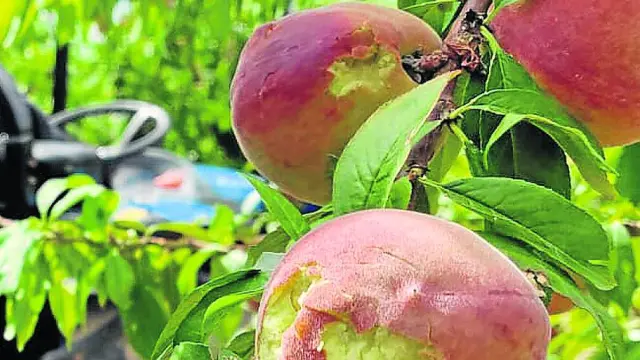 Explotación frutícola de la localidad oscense de Fraga dañada el pasado verano por una tormenta de pedrisco.