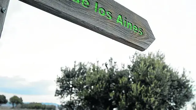El Ayuntamiento cuenta con una finca de olivos en las inmediaciones del pozo de los Aines.