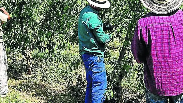 Trabajadores temporeros en una explotación frutícola de la provincia de Huesca.