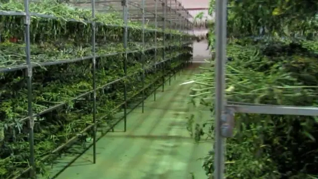 Se han aprehendido cerca de 50.000 plantas de marihuana, de las que se extrajeron casi dos toneladas y media de cogollos