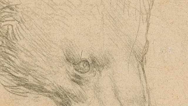 Leonardo da Vinci's "Head of a bear" drawing