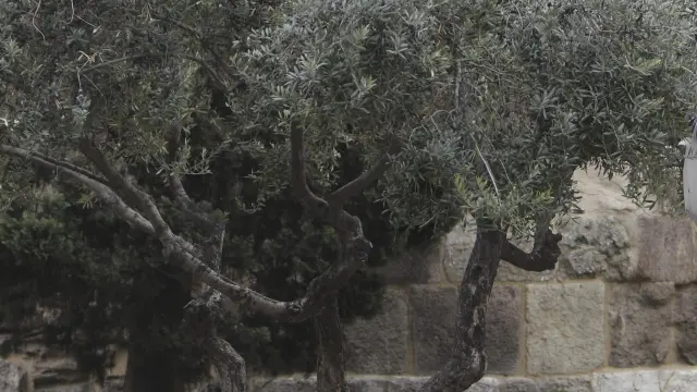 Un hombre recoge olivas junto a las Murallas Romanas.