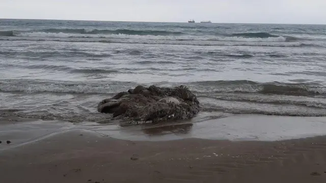 El cuerpo del calamar gigante varado en la orilla