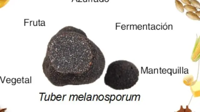 Aromas de Tuber melanosporum
