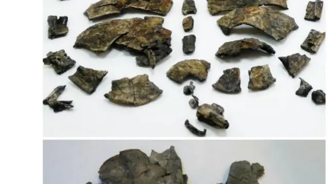 Fósiles de las tortugas del yacimiento Mina Santa María de Ariño: Aragochersis (arriba) y Toremys (abajo).