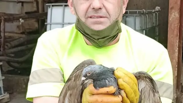 Un trabajador de Fertinagro, Enrique Soler, con la paloma que llegó desde Portugal a Utrillas.