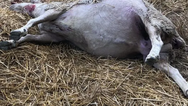 Una de las ovejas muertas en el ataque.