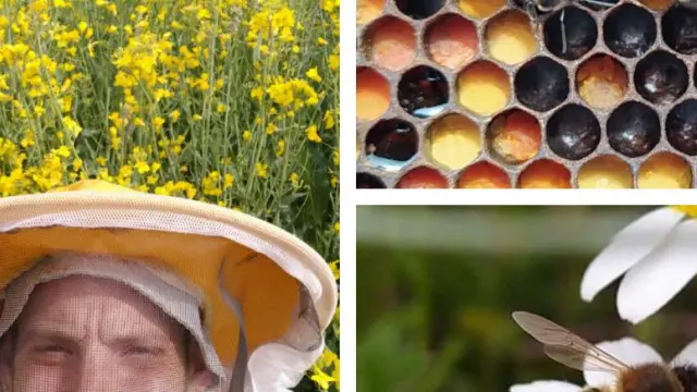Roberto González, el joven apicultor detrás de Apicultura La Cerrada, y algunas de sus abejas.