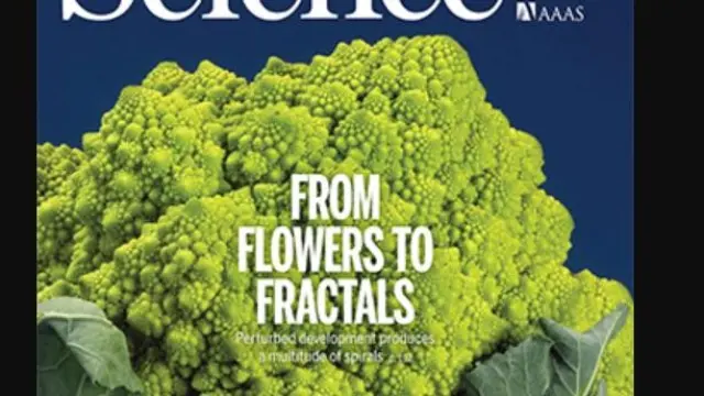 Una investigación sobre el diseño fractal en las coliflores, portada de 'Science'