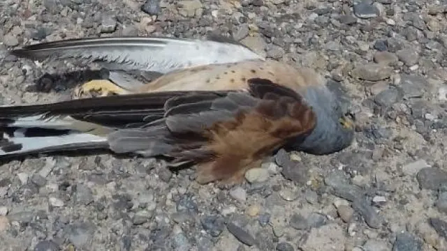 Un pájaro muerto a los pies de un molino.