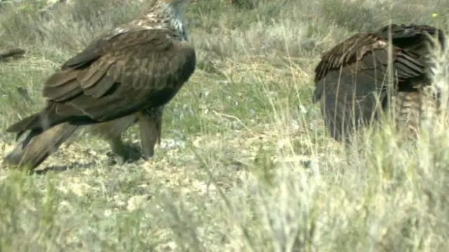 Dos ejemplares de águila perdicera en un paraje de la localidad de Obón.