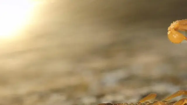 Imagen de un escorpión como amarillo facilitada por el Museo de Historia Natural de Londres.