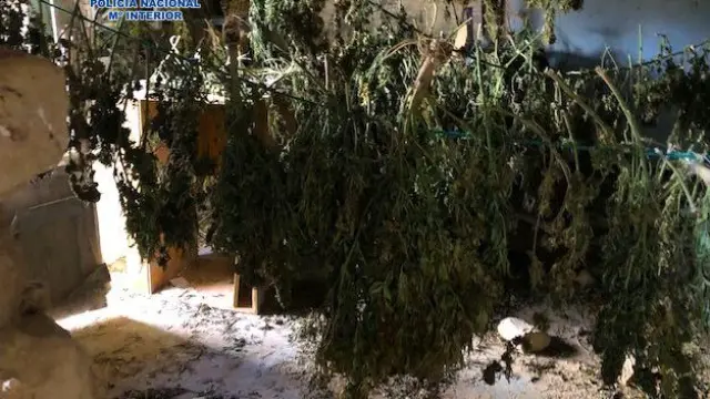 La marihuana hallada en el chalet abandonado del barrio de Casablanca.