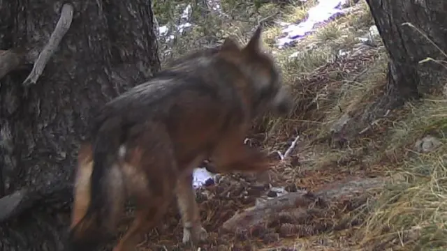 Un ejemplar captado por una cámara de fototrampeo del oso el 9 de noviembre en el Pirineo de Lérida.