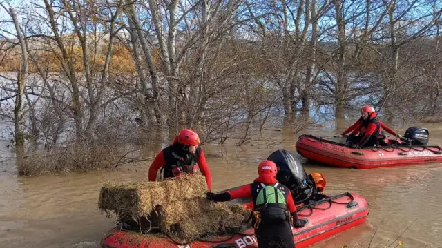 Trabajos de los bomberos de la DPZ en la ribera del Ebro