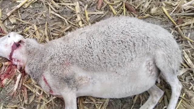 Una de las ovejas muertas tras el posible ataque de un lobo.