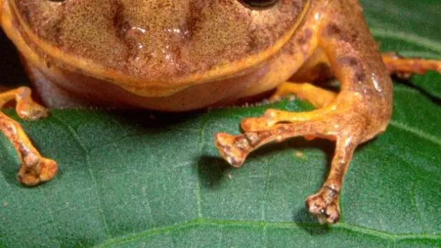 La nueva especie de rana descubierta en Panamá que ha sido nombrada en honor a Greta Thunberg.