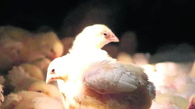 Explotación avicola de carne en la localidad zaragozana de Almonacid de la Cuba.