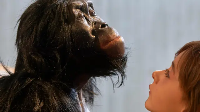Cara a cara con Lucy, homínida de la especie Australopithecus Afarensis