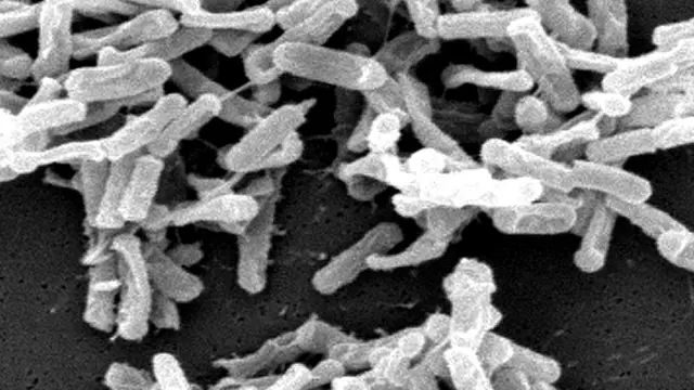 Cepas bacterianas modificadas se alimentan de dióxido de carbono procedente de emisiones industriales.