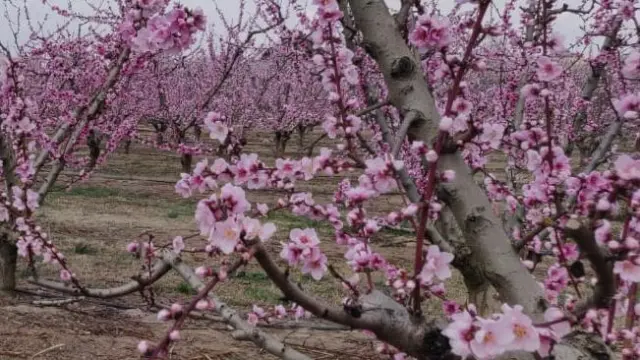 Los árboles frutales ya anuncian la primavera en el Bajo Cinca.
