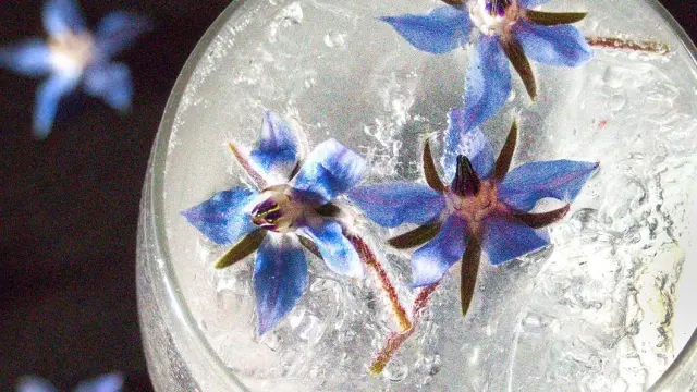 Borraina gin, el combinado de Mantis Bar elaborada con la flor de la borraja.