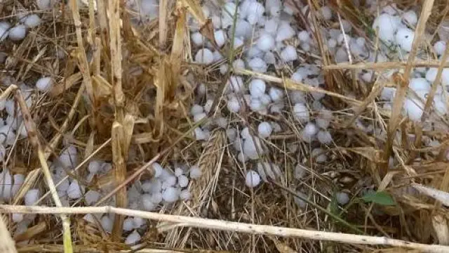 Campos de cebada afectados por la granizada en Senés de Alcubierre.