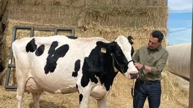 El candidato del PP-A a la reelección como presidente de la Junta, Juanma Moreno, junto a su talismán la vaca Fadie.