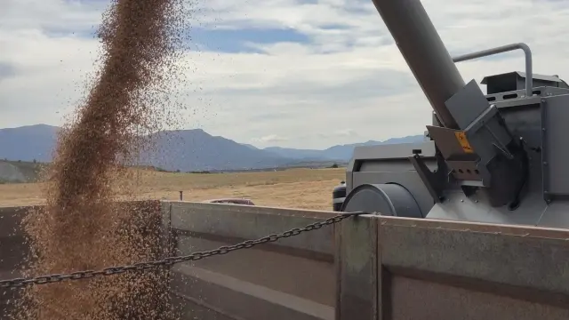 Una cosechadora en plenas labores de recogida de cereal, una campaña que este año está rodeada de grandes incertidumbres.