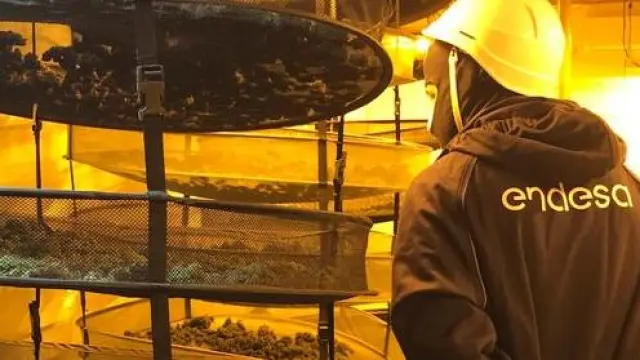 Un técnico de Endesa inspecciona una plantación de marihuana.