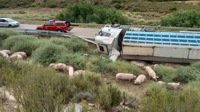 El camión volcado con los cerdos en la carretera