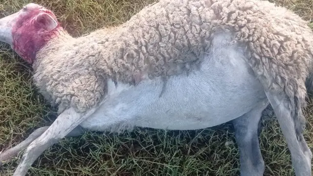 Una de las ovejas tras el tercer ataque en quince días.