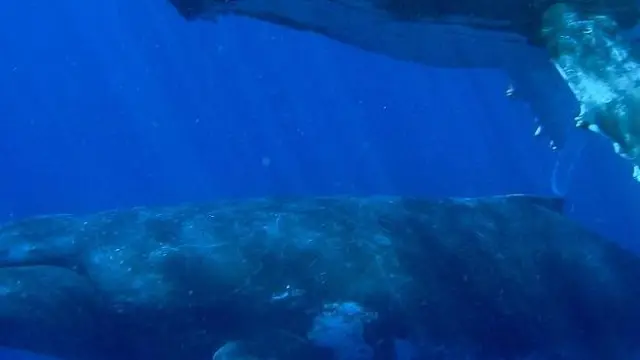 Grupo de ballenas jorobadas (Megaptera novaeangliae)