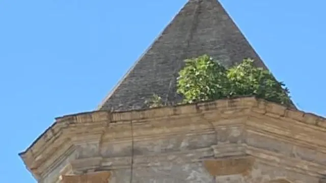 La higuera ha arraigado en lo más alto de la torre de la iglesia de Roda de Isábena.