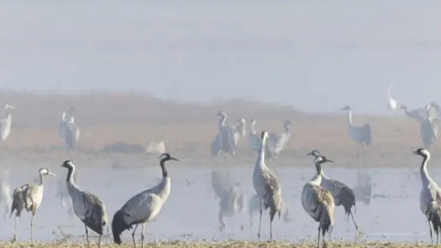 Estas aves migratorias visitan todos los años la reserva natural dirigida de la Laguna de Gallocanta.