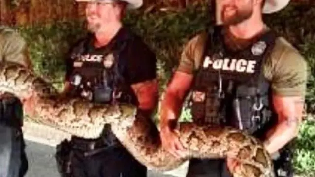 Tres policías capturaron al reptil