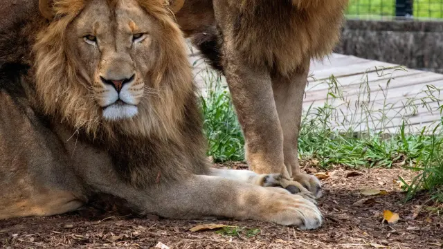 Dos leones en el zoo de Sídney el pasado 29 de octubre.