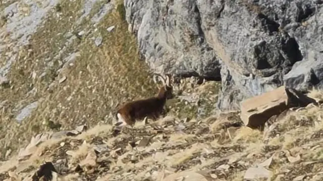 El ejemplar de cabra montés avistado desde un helicóptero.