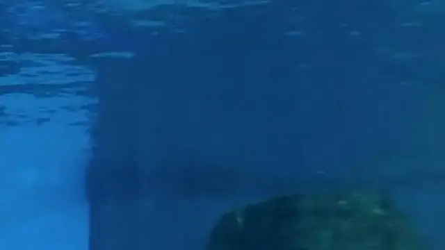 Nicholas, el delfín adivino del Acuario Marino de Clearwater (Florida), escoge Francia como ganador del Mundial.