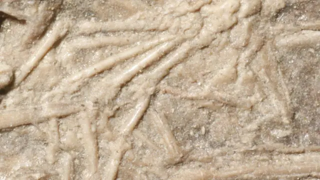 Fósil de la caja torácica de un microrraptor con restos de un mamífero en su interior.