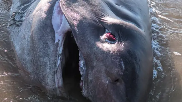 Aparece un tiburón muerto en Torrevieja, Alicante.