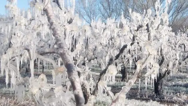 Fincas de frutales en Morata de Jiloca en las que se intentaron proteger los árboles con el riego frente a las heladas de comienzos de abril.