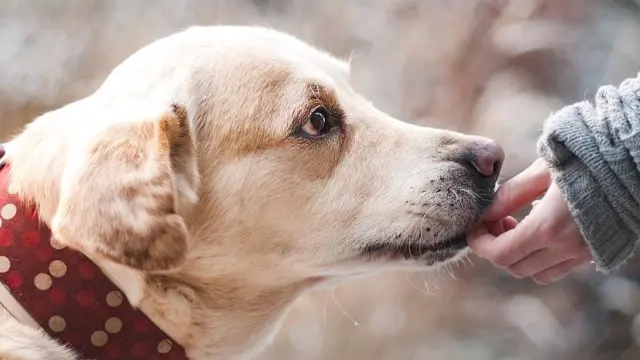 La nueva ley de bienestar animal prohibirá algunos tipos de collares para perro.