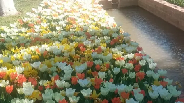 Tulipanes en el Parque Grande José Antonio Labordeta de Zaragoza